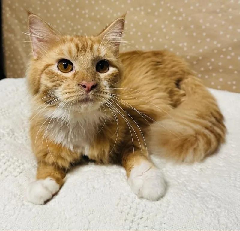 A baby medium-sized male Domestic Long Hair cat named Ziggy for adoption in Groveland, MA