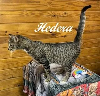 A young medium-sized female Tabby (Leopard / Spotted) Tabby cat named Hedera for adoption in Southern Pines, NC