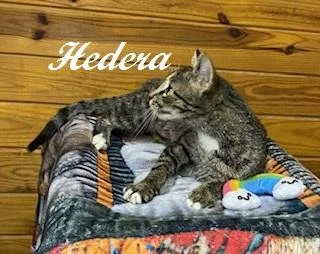 Hedera thumbnail 2