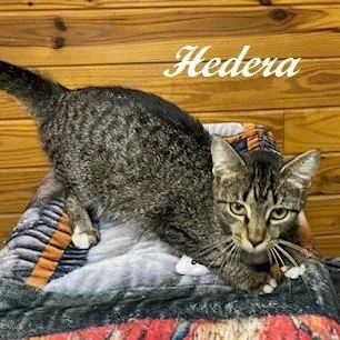 Hedera thumbnail 3
