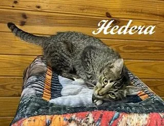 Hedera thumbnail 5