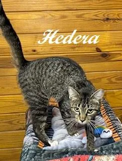 Hedera thumbnail 6