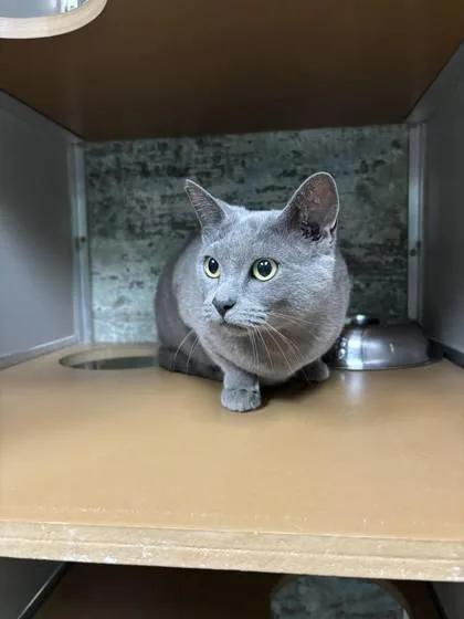 A young small-sized female Domestic Short Hair cat named Sheba for adoption in Paducah, KY