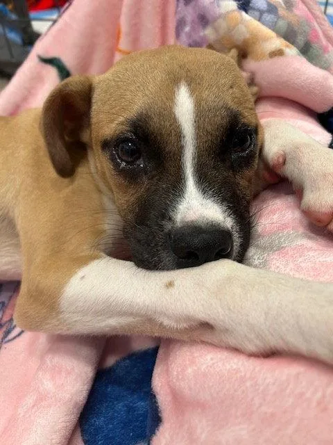A baby small-sized male Chihuahua dog named Ruh Roh for adoption in Newport, KY