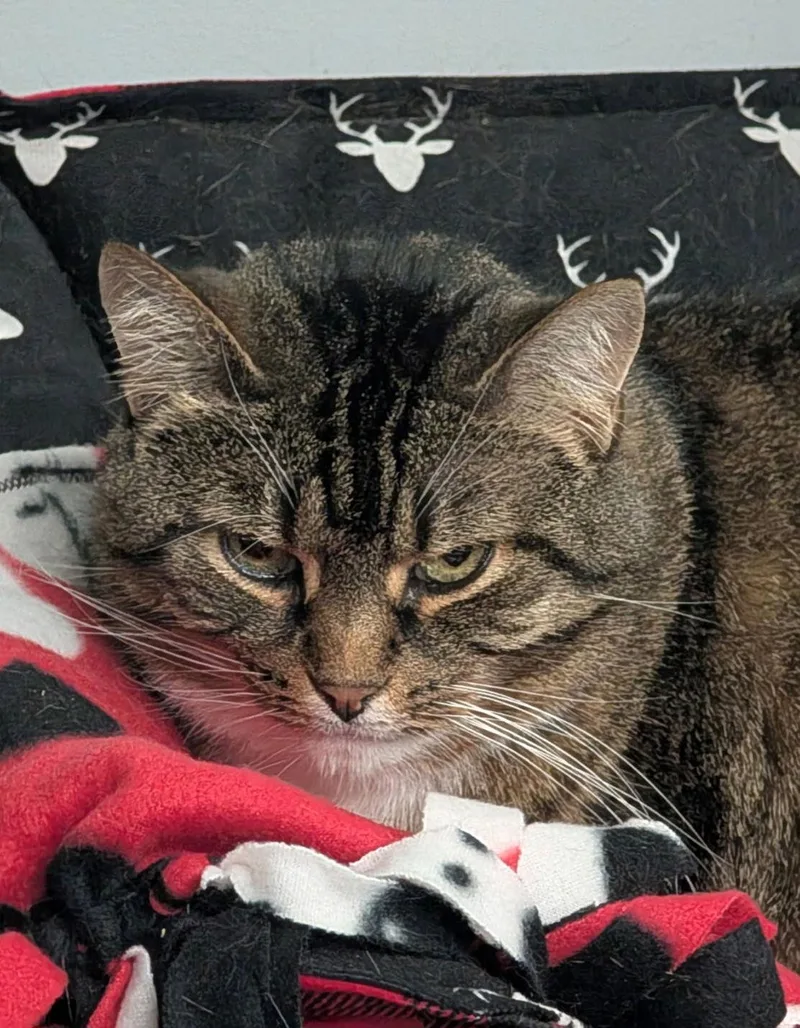 Darla Sue thumbnail 2