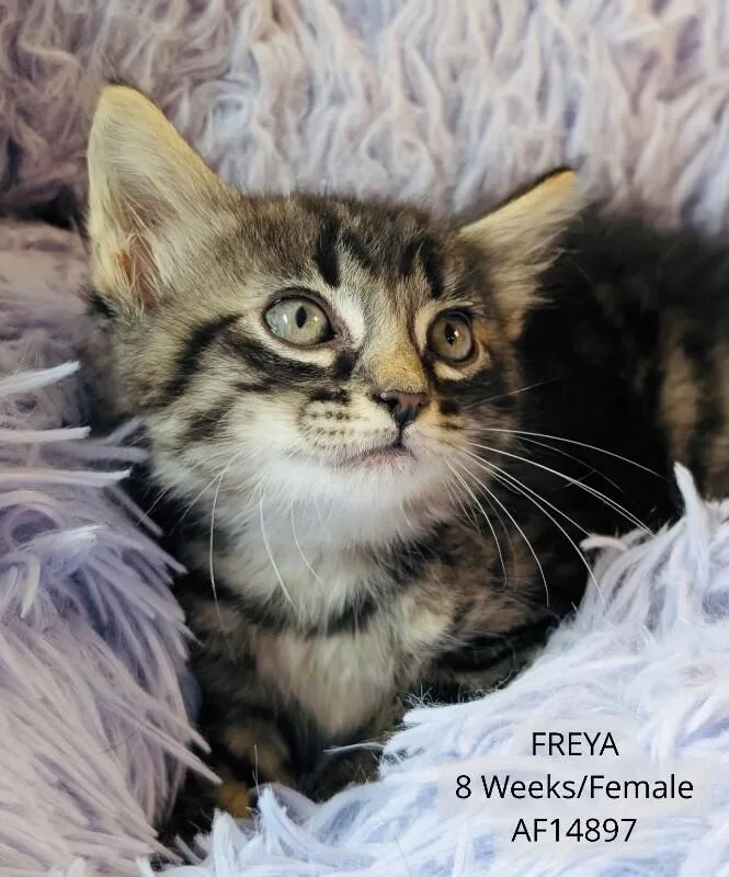 Freya