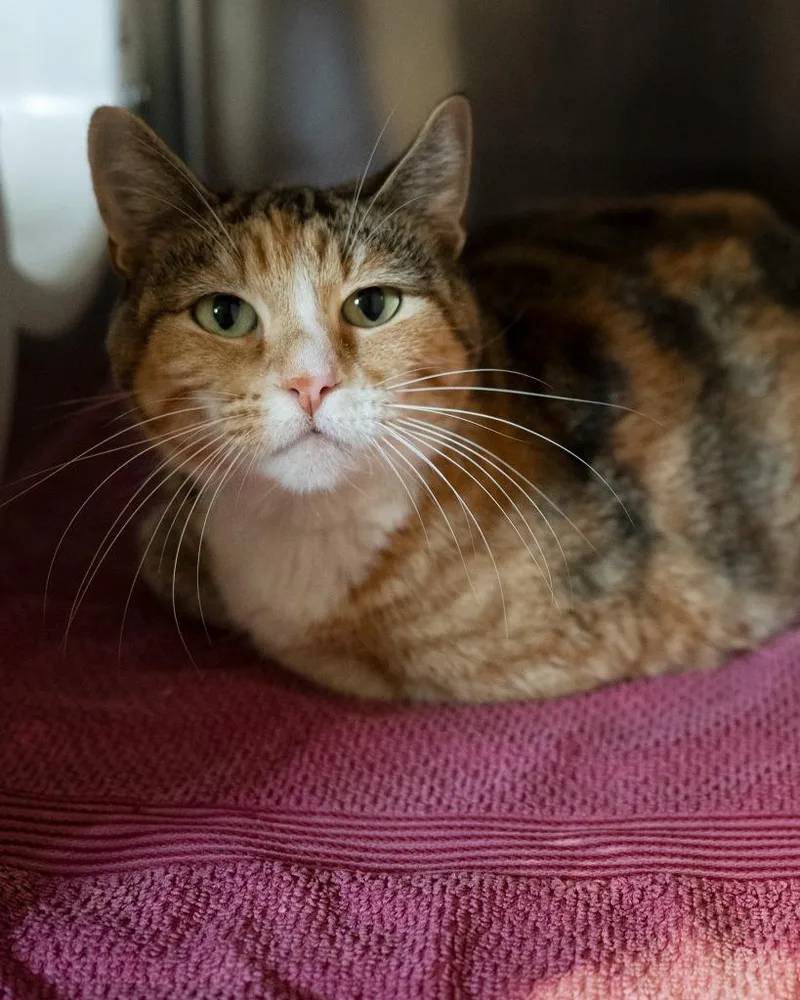 A young medium-sized female Domestic Short Hair cat named Lady Macbeth for adoption in Boone, IA