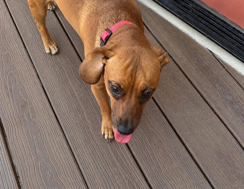 An adult medium-sized female Dachshund dog named Josie for adoption in Nashville, TN