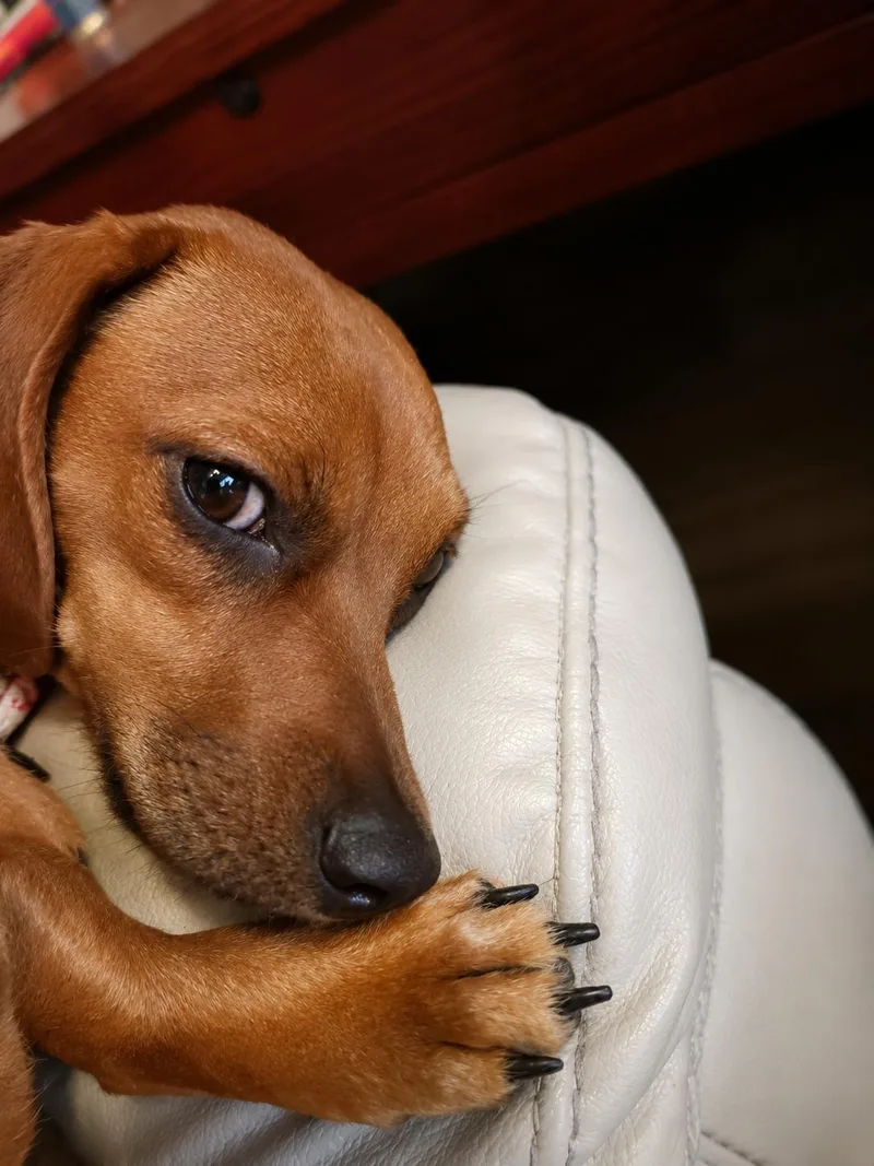 Josie thumbnail 2
