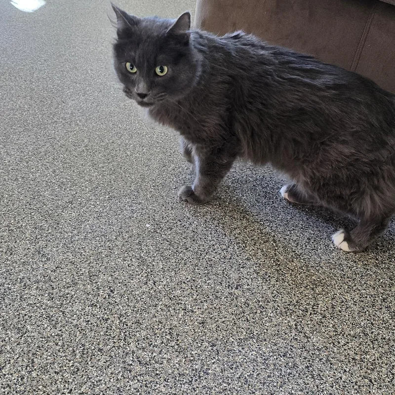 An adult large-sized male Gray / Blue / Silver Maine Coon cat named Cypress for adoption in Gunnison, CO