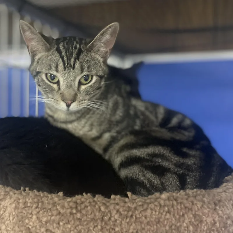 A young medium-sized male Brown / Chocolate Domestic Short Hair cat named Finn for adoption in Holly, MI