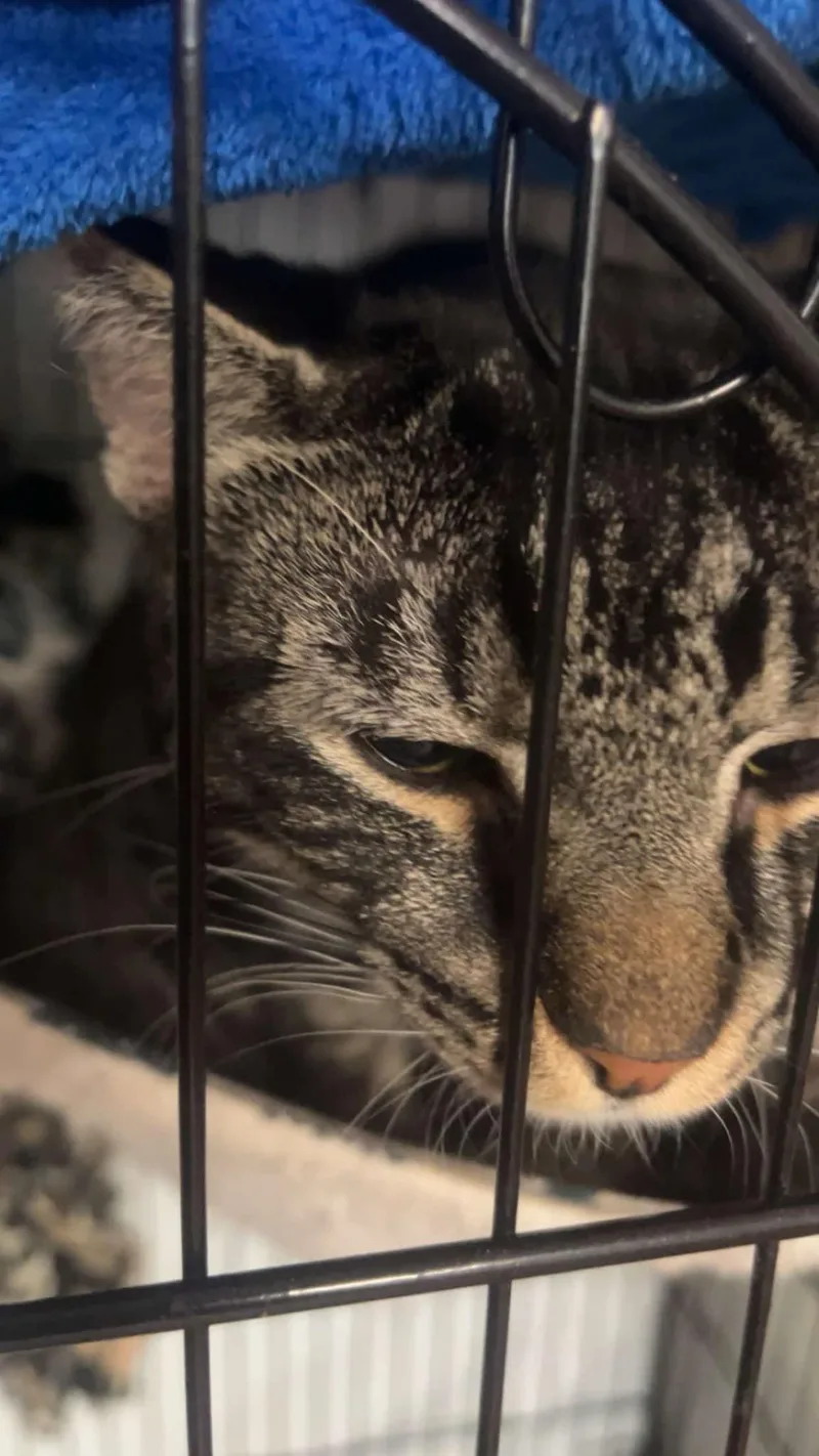 Mugwart And Chive thumbnail 2