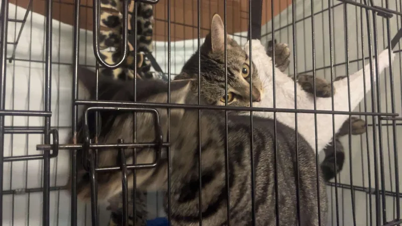 Mugwart And Chive thumbnail 3