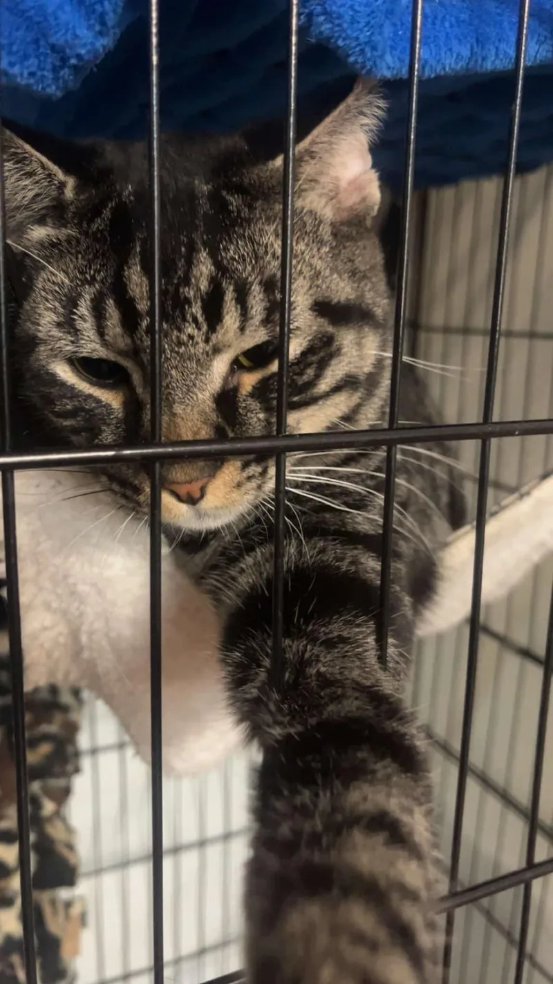 Mugwart And Chive thumbnail 4