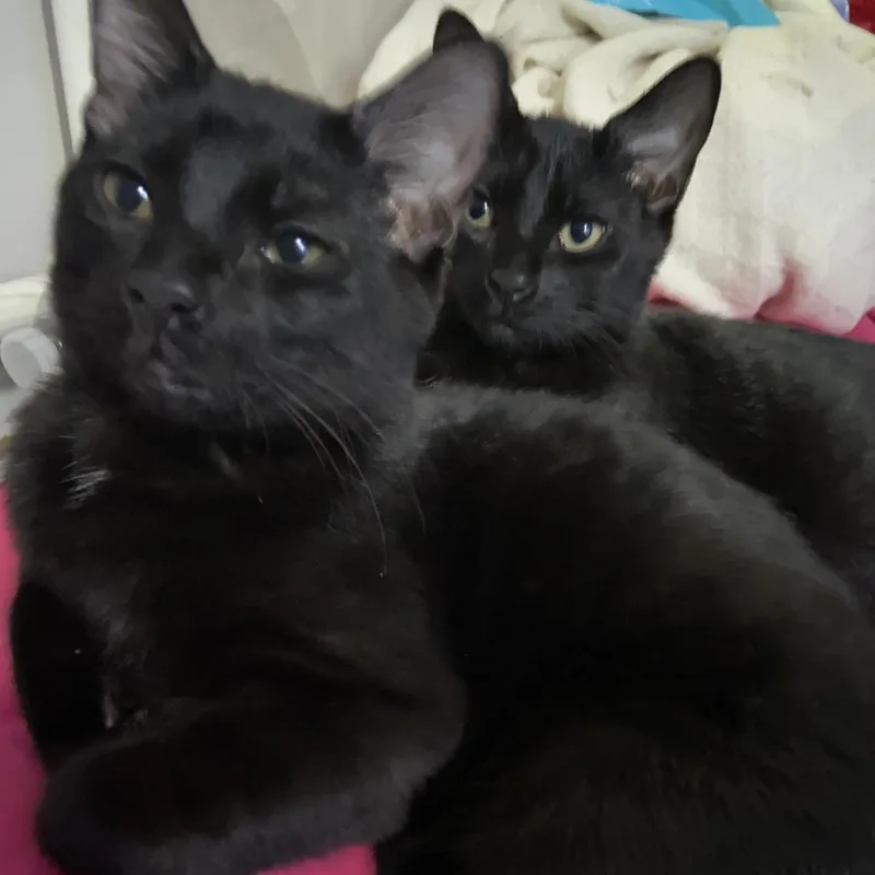 A young small-sized male Black Bombay cat named Chunky Home to for adoption in South Elgin, IL