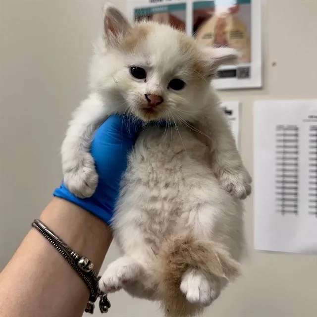 A baby small-sized male Domestic Short Hair cat named Cheda Bo Betta for adoption in Naples, FL