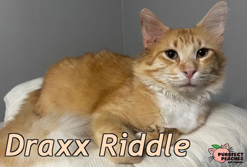 Draxx Riddle thumbnail 2