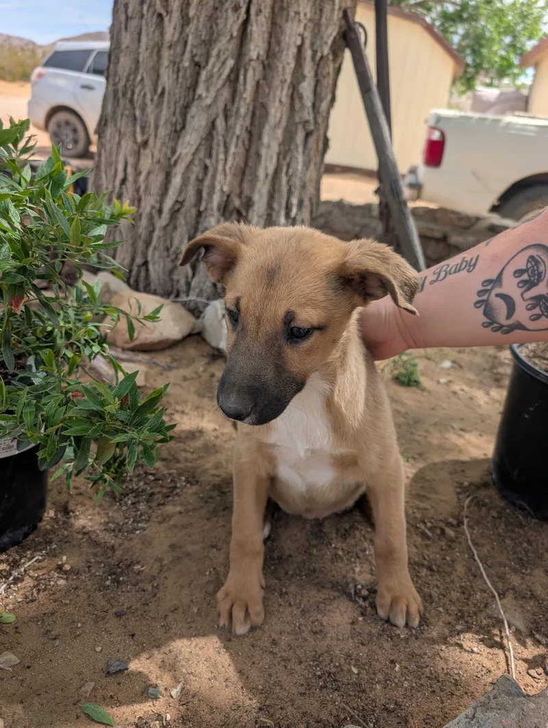 A baby small-sized female Brown / Chocolate Shepherd dog named Lucy for adoption in Inglewood, CA
