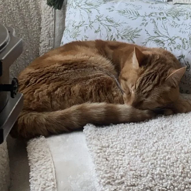 A senior small-sized male Orange / Red American Shorthair cat named Remi C for adoption in Princeton, MN