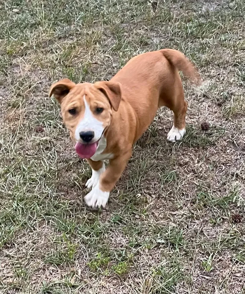 Penelope
