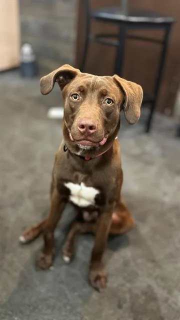 A young medium-sized male Mixed Breed dog named Buckley for adoption in Charlotte, NC