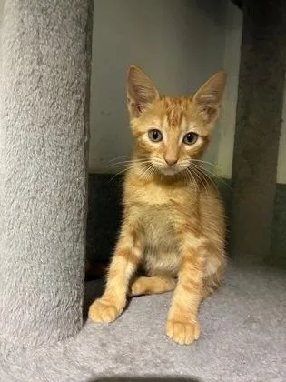 A baby small-sized male Domestic Short Hair cat named Jalapeno for adoption in New Orleans, LA