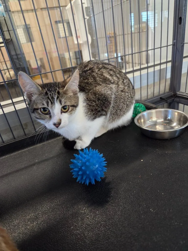 A baby small-sized male Domestic Short Hair cat named Milo for adoption in Bossier City, LA