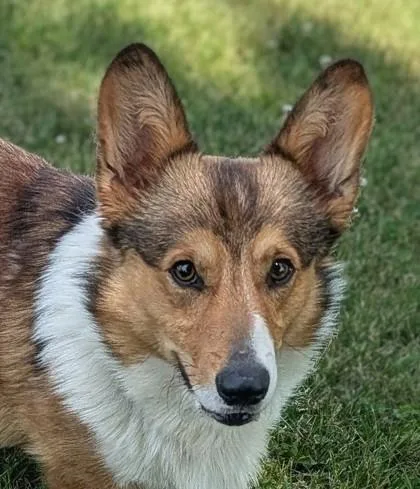 A young small-sized male Cardigan Welsh Corgi dog named Cletus for adoption in Baraboo, WI