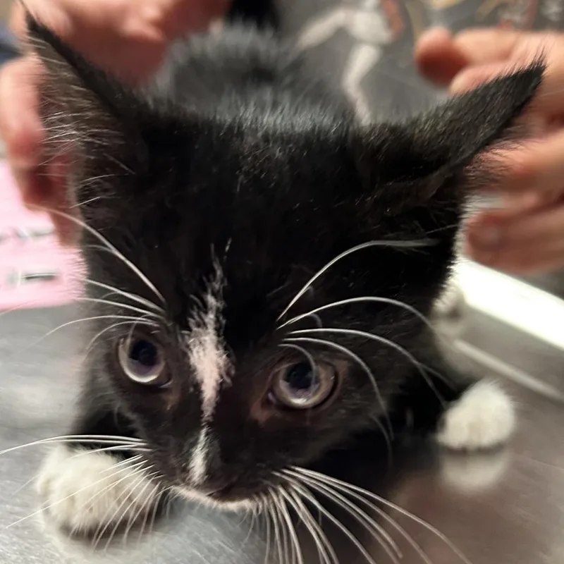 A baby small-sized male Black Domestic Short Hair cat named Larry for adoption in Newport, NC