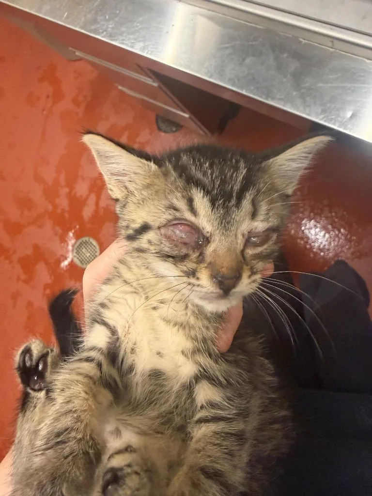 A baby small-sized female Domestic Short Hair cat named Amber for adoption in Douglasville, GA