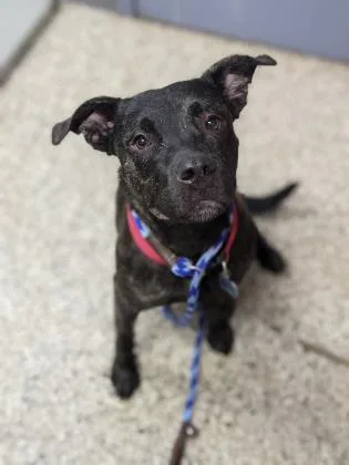 A young large-sized male Mixed Breed dog named Zulow for adoption in West Chester, PA