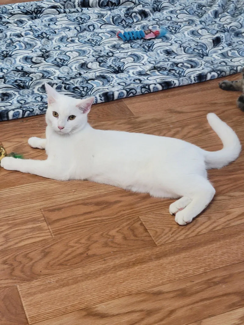A young medium-sized male White Domestic Short Hair cat named Yukoi for adoption in Morgan Hill, CA