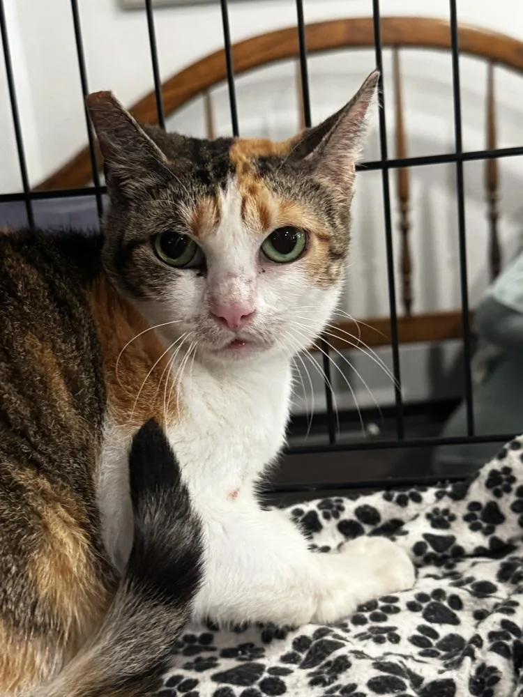 An adult medium-sized female Orange & White Domestic Short Hair cat named Lia for adoption in Saint Augustine, FL
