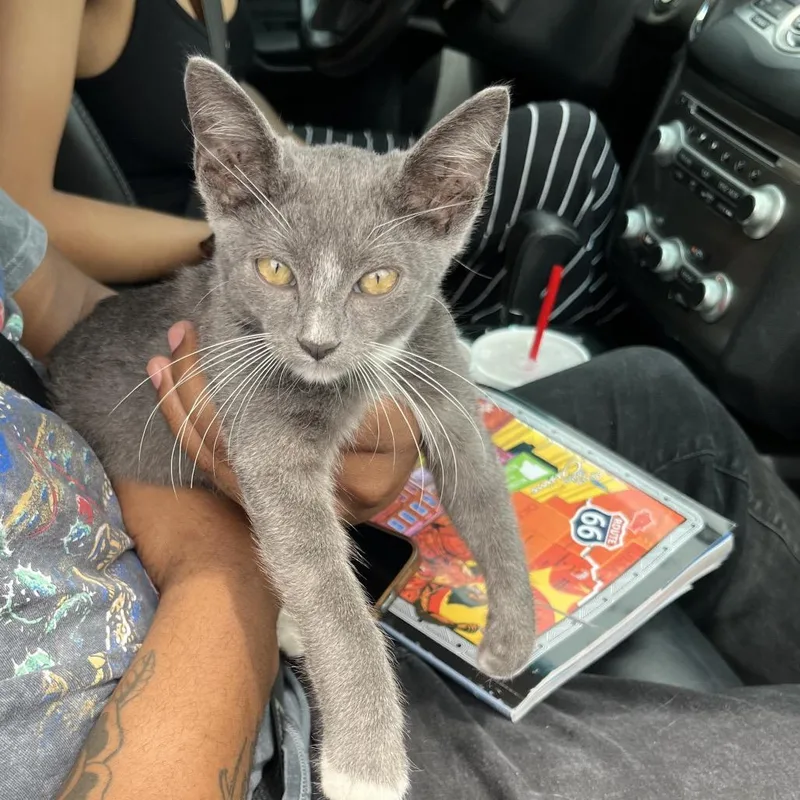 A baby small-sized male Gray / Blue / Silver Domestic Short Hair cat named Jordie for adoption in Houston, TX