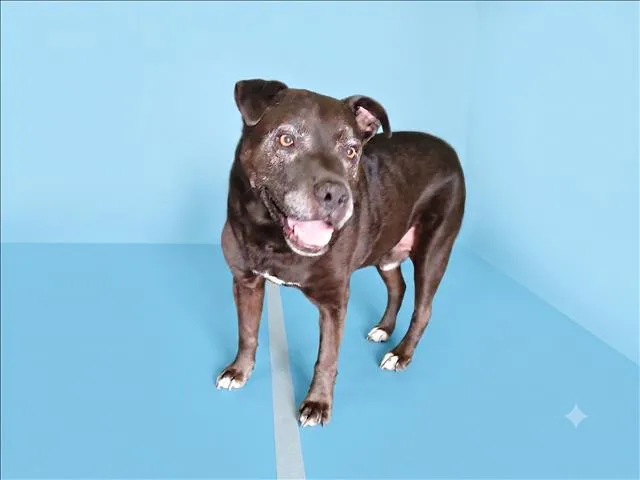 A senior medium-sized male Pit Bull Terrier dog named Rocky for adoption in Los Angeles, CA