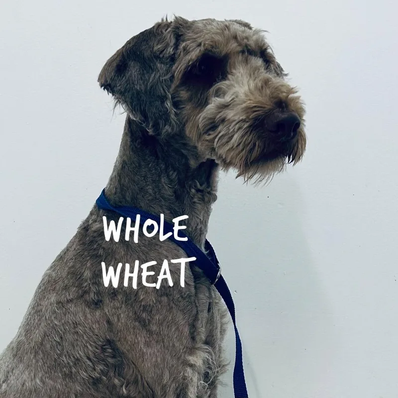 Whole Wheat