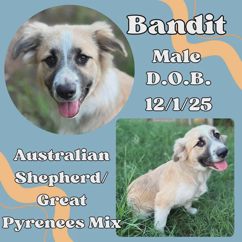A baby large-sized male Tricolor (Brown, Black, & White) Great Pyrenees dog named Bandit for adoption in Caldwell, TX