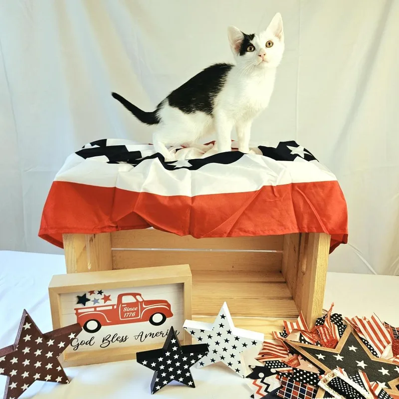 A baby small-sized female White Domestic Short Hair cat named Monica for adoption in Charlottesville, VA