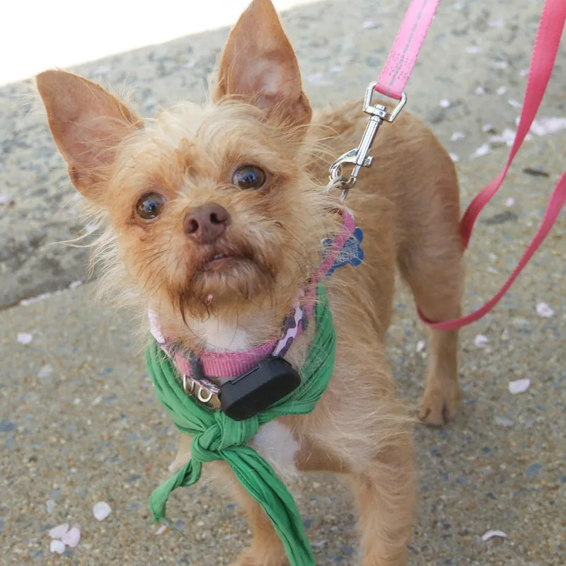 A young small-sized female Chihuahua dog named Sarabi for adoption in Washington, DC