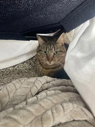 An adult small-sized female Domestic Short Hair cat named Ruby for adoption in Westland, MI