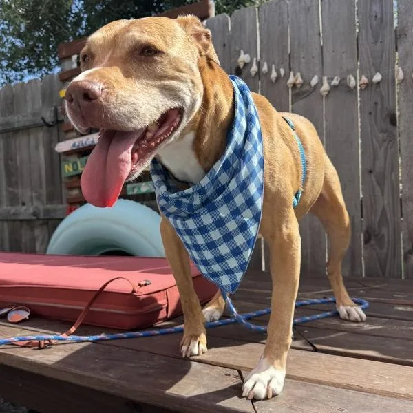 A senior large-sized female Mixed Breed dog named Velveteen for adoption in Austin, TX