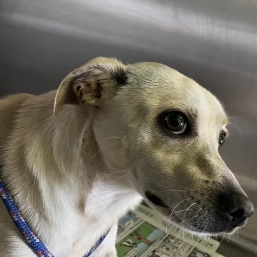 A young small-sized male Chihuahua dog named Mario for adoption in Los Angeles, CA