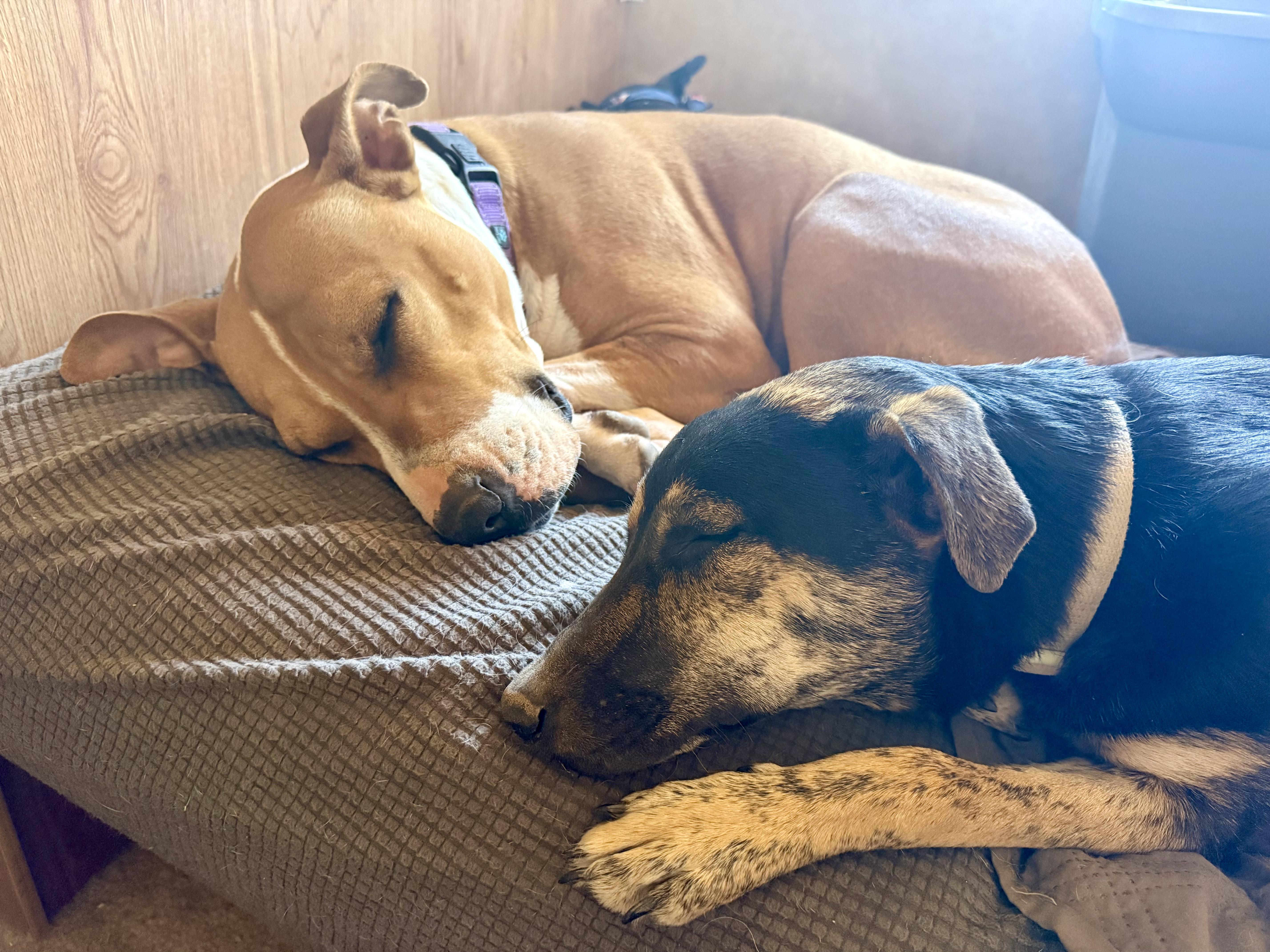An adult large-sized female Pit Bull Terrier dog named Honey for adoption in Tucson, AZ