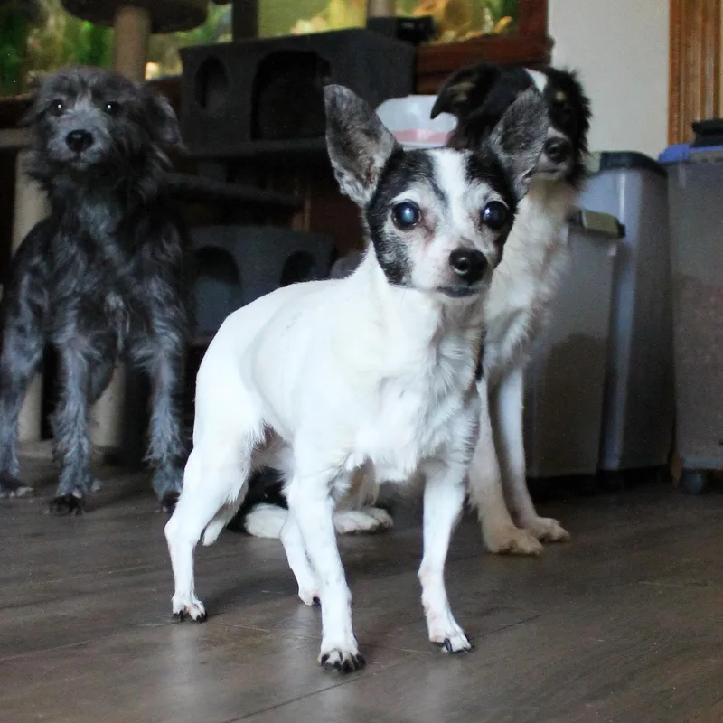 A senior small-sized female Black Chihuahua dog named Old Lady for adoption in Guthrie, OK