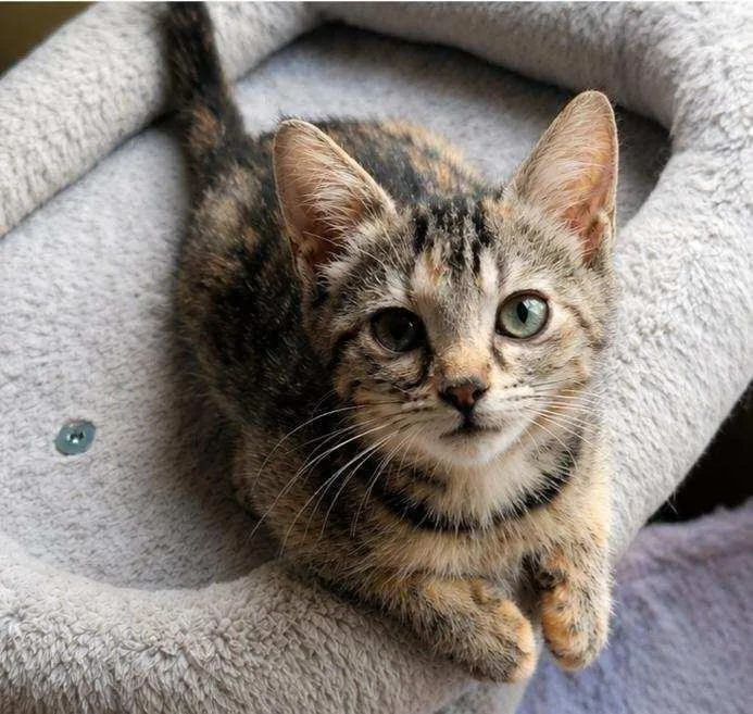 A baby small-sized female Domestic Short Hair cat named Phoebe for adoption in Lunenburg, MA
