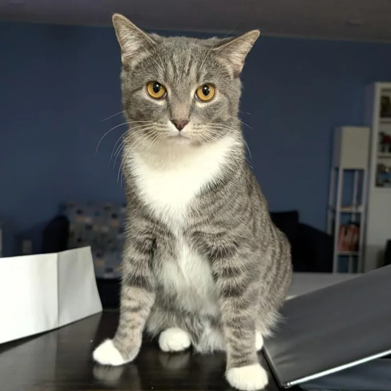 An adult large-sized female Domestic Short Hair cat named Stormi for adoption in Indianapolis, IN