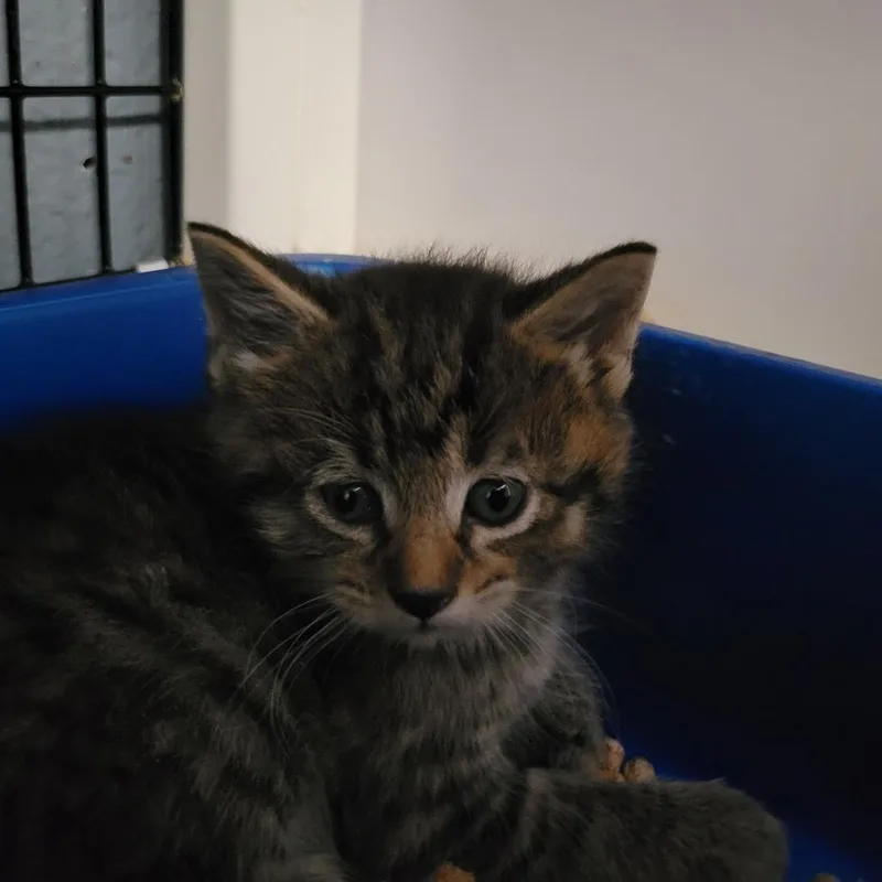 A baby small-sized female Brown / Chocolate Domestic Medium Hair cat named Pop! for adoption in Ruckersville, VA