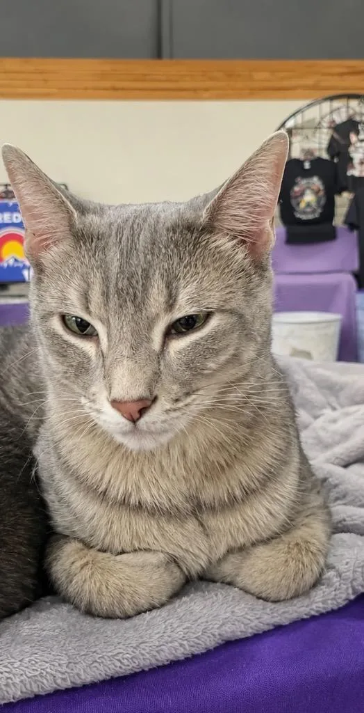 A young medium-sized female Domestic Short Hair cat named Karter for adoption in Fort Lupton, CO