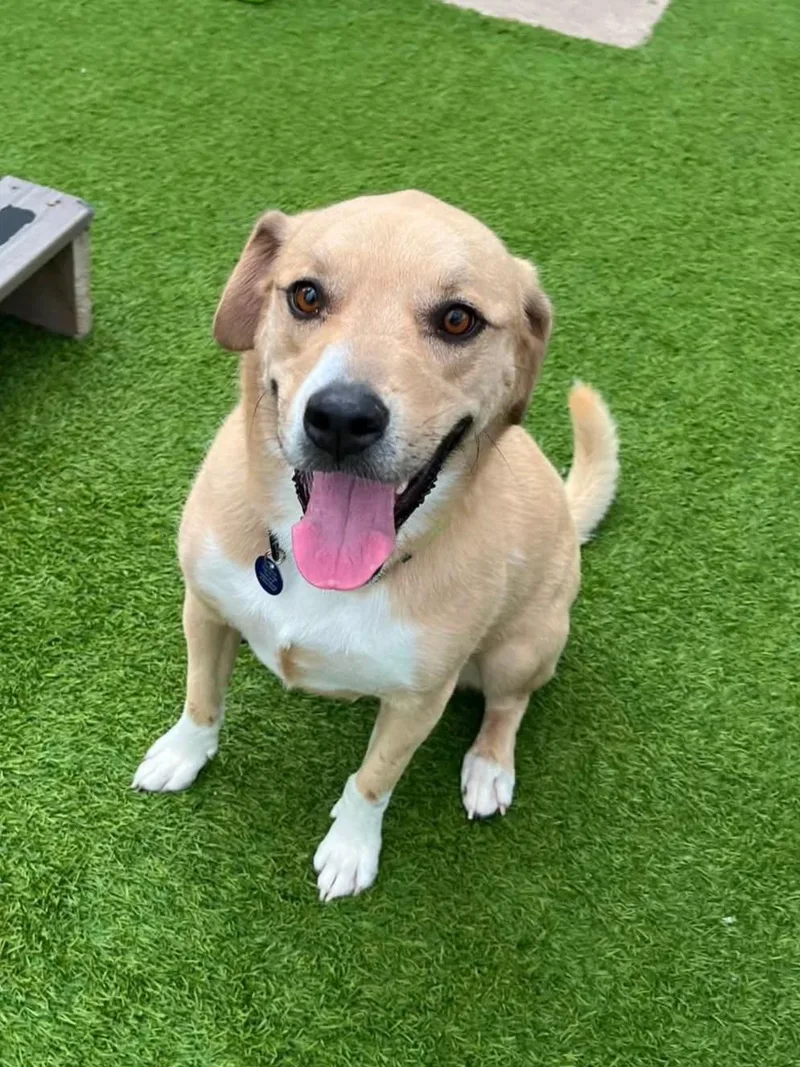 An adult medium-sized male Yellow / Tan / Blond / Fawn Mixed Breed dog named Baxter for adoption in Cedar Rapids, IA