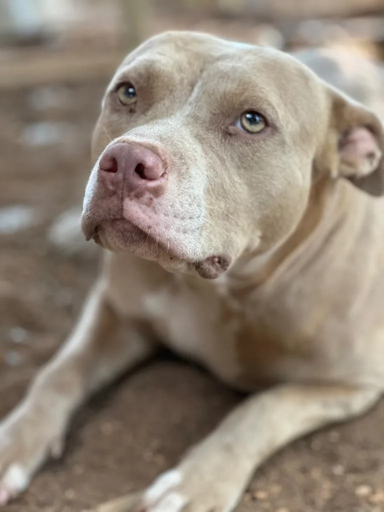 A young medium-sized female Mixed Breed dog named Charm for adoption in Rome, GA